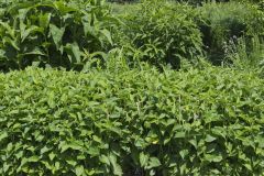 Lizard's Tail, Saururus cernuus