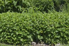 Lizard's Tail, Saururus cernuus