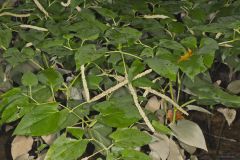 Lizard's Tail, Saururus cernuus