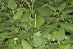 Lizard's Tail, Saururus cernuus