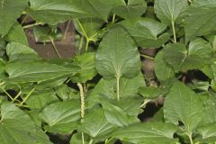 Lizard's Tail, Saururus cernuus