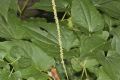 Lizard's Tail, Saururus cernuus