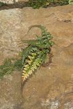 Lobed Spleenwort, Asplenium pinnatifidum