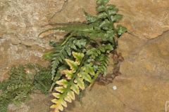 Lobed Spleenwort, Asplenium pinnatifidum