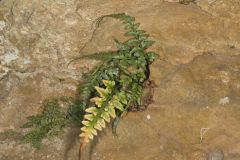 Lobed Spleenwort, Asplenium pinnatifidum