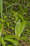 Loesel's Twayblade, Liparis loeselii
