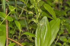 Loesel's Twayblade