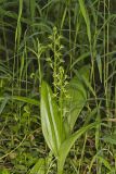 Loesel's Twayblade, Liparis loeselii