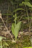 Loesel's Twayblade, Liparis loeselii