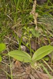Loesel's Twayblade, Liparis loeselii