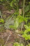 Loesel's Twayblade, Liparis loeselii