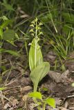Loesel's Twayblade, Liparis loeselii