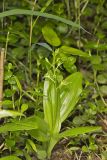 Loesel's Twayblade, Liparis loeselii