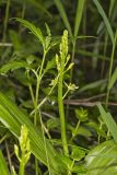 Loesel's Twayblade, Liparis loeselii