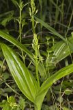 Loesel's Twayblade, Liparis loeselii