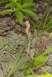 Loesel's Twayblade, Liparis loeselii