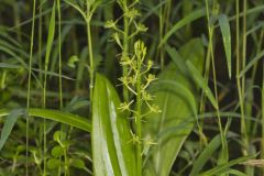 Loesel's Twayblade, Liparis loeselii
