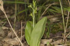 Loesel's Twayblade, Liparis loeselii