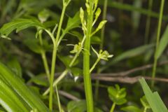 Loesel's Twayblade, Liparis loeselii