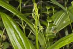 Loesel's Twayblade, Liparis loeselii