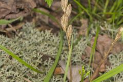 Loesel's Twayblade, Liparis loeselii