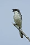 Loggerhead Shrike, Lanius ludovicianus