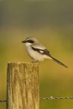 Loggerhead Shrike, Lanius ludovicianus