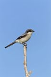 Loggerhead Shrike, Lanius ludovicianus