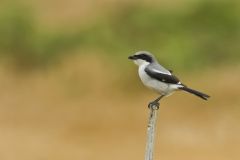 Loggerhead Shrike, Lanius ludovicianus