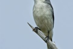 Loggerhead Shrike, Lanius ludovicianus