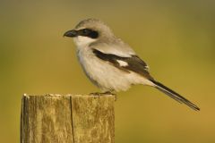 Loggerhead Shrike, Lanius ludovicianus