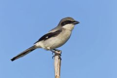 Loggerhead Shrike, Lanius ludovicianus