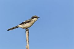Loggerhead Shrike, Lanius ludovicianus