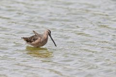 Long-billed Dowitcher