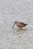 Long-billed Dowitcher, Limnodromus scolopaceus
