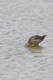 Long-billed Dowitcher, Limnodromus scolopaceus