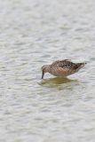 Long-billed Dowitcher, Limnodromus scolopaceus