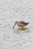 Long-billed Dowitcher, Limnodromus scolopaceus