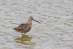 Long-billed Dowitcher, Limnodromus scolopaceus