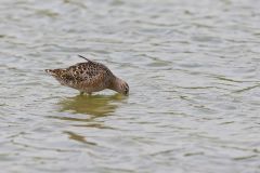 Long-billed Dowitcher, Limnodromus scolopaceus