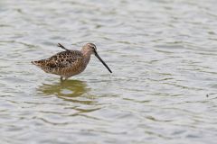 Long-billed Dowitcher, Limnodromus scolopaceus