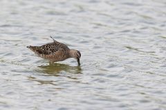 Long-billed Dowitcher, Limnodromus scolopaceus