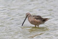 Long-billed Dowitcher, Limnodromus scolopaceus