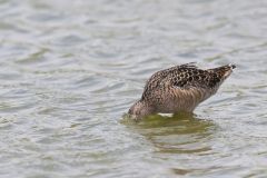 Long-billed Dowitcher, Limnodromus scolopaceus