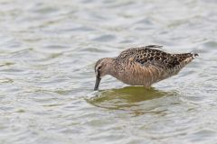 Long-billed Dowitcher, Limnodromus scolopaceus