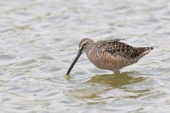 Long-billed Dowitcher, Limnodromus scolopaceus
