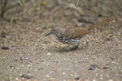 Long-billed Thrasher