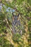 Long-eared Owl, Asio otus