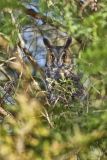 Long-eared Owl, Asio otus