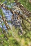 Long-eared Owl, Asio otus